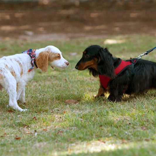 Why Social Relationships Are Important for Pets