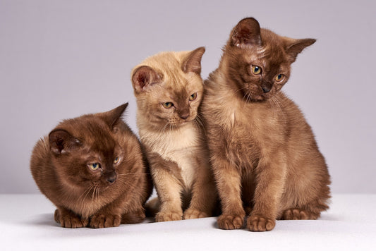 Unveiling the Feline Personalities Behind Different Coat Colors